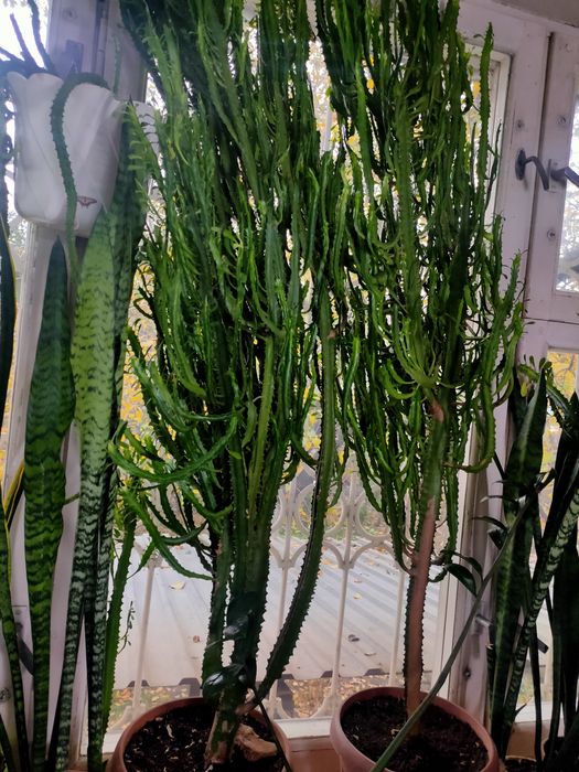 Продам большие кактусы!