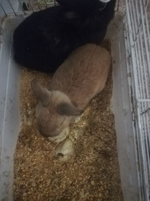 Продам декоративных кроликов
