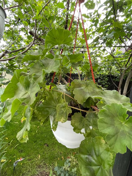 Ficus , pui de smochin , flori , muscate