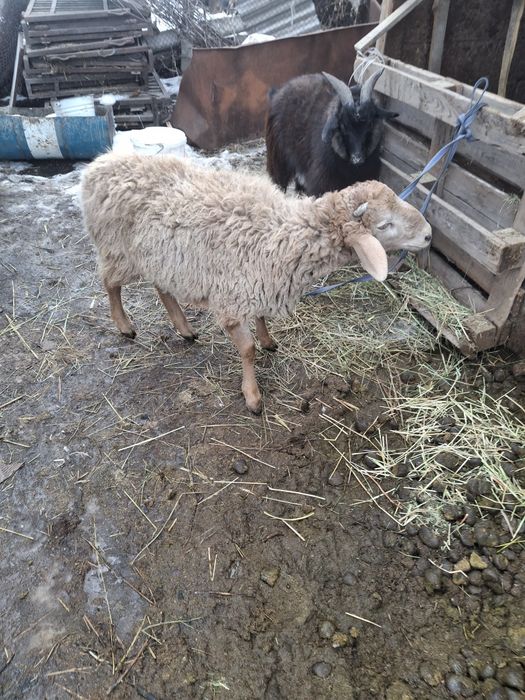 Продам тоштушек (кошкары )