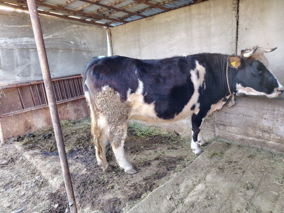 Сиыр сатылады отенай