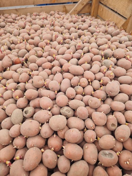 Cartofi de sământă belarosa cat A