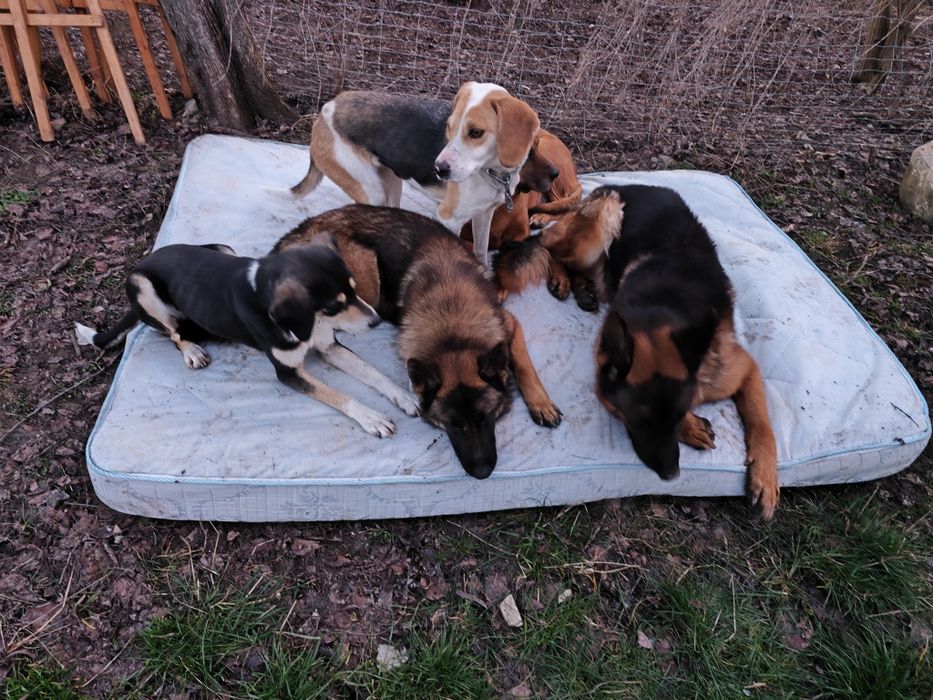 Donez copoi sârbesc tricolor cu labrador