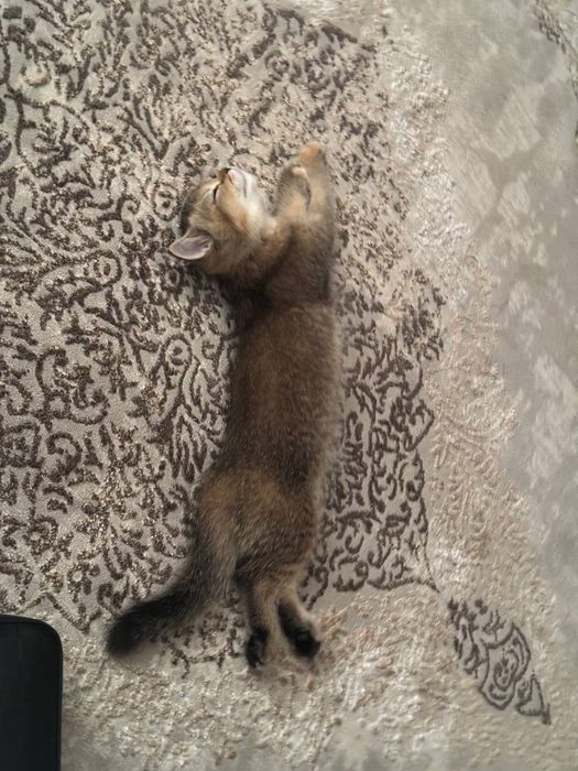 Кошка шиншилла породистый знает латок