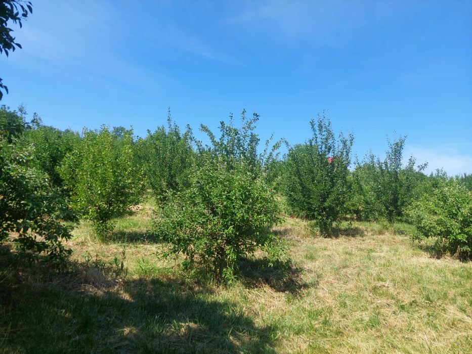 Casa de vanzare in Frata, jud.Cluj