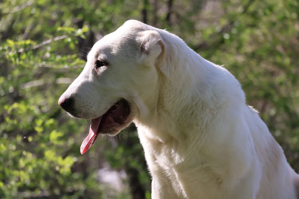 Девочка Сао Алабая 4 месяца