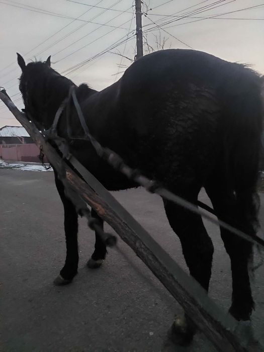 Vand cal frumos, ceva pentru pretențioși