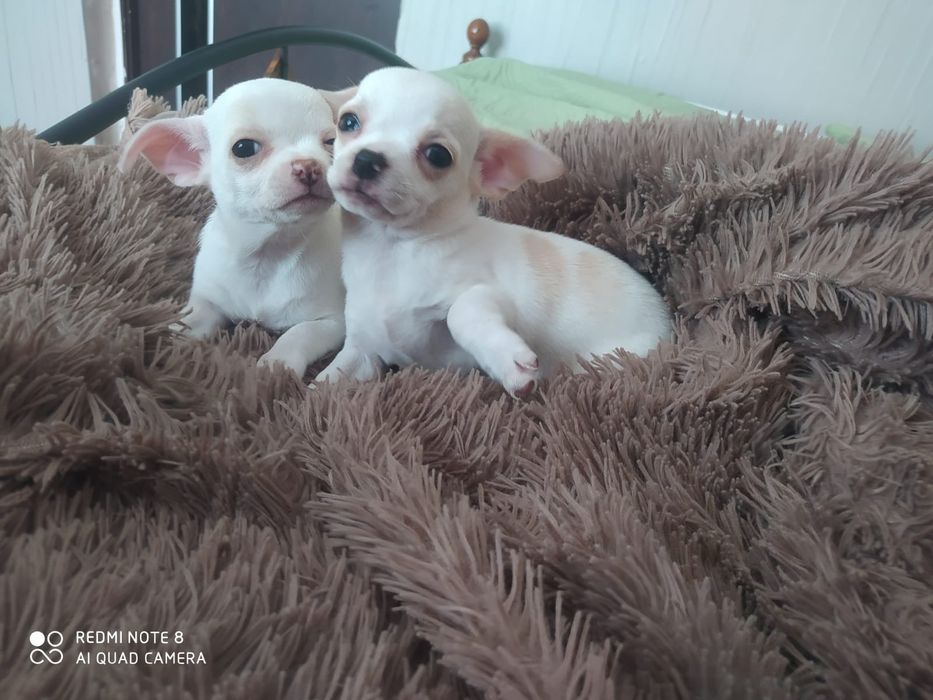 Продам элитных чихуашек!!!