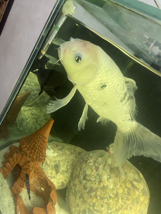 Продам карпа кои