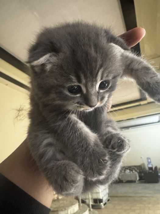 Продаются котята