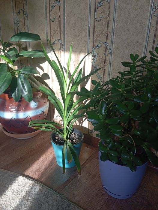 Финиковая пальма.