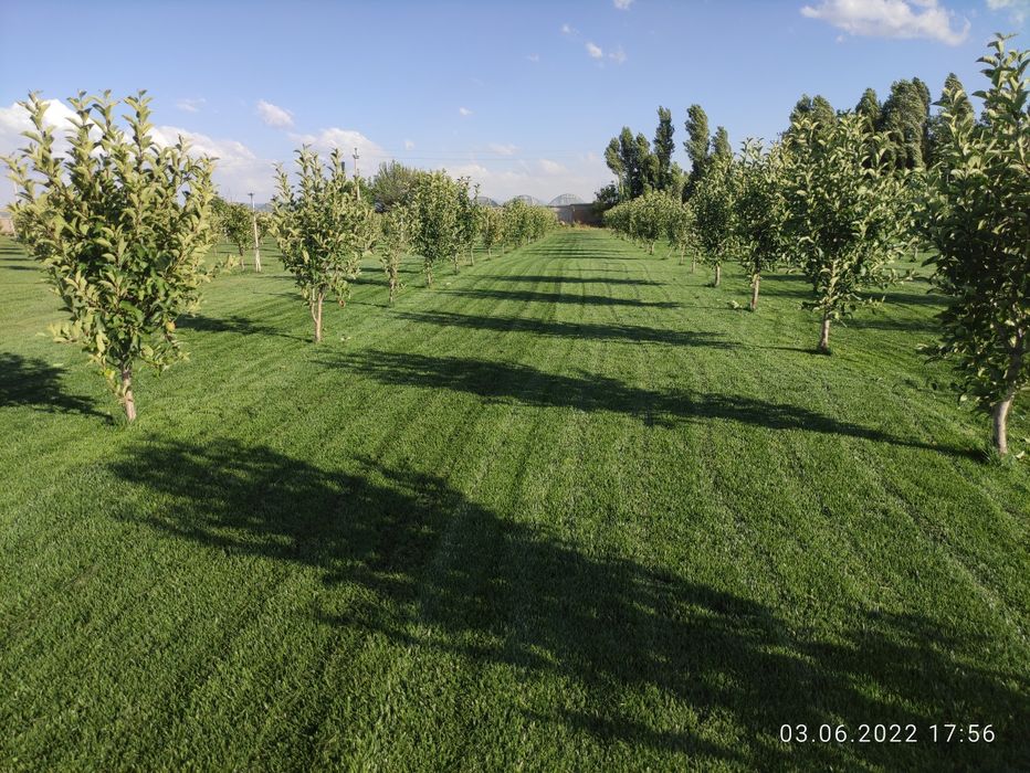 Продам рулонный газон. Биринчи қўл