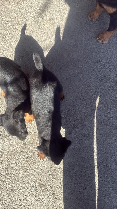 Продаются щенки Ягдтерьер