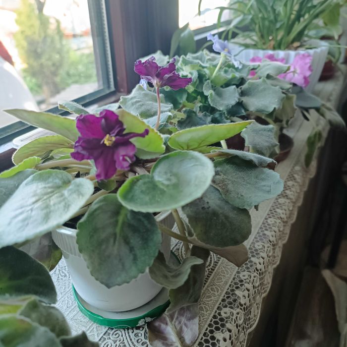 Продаются листики сортовых фиалок
