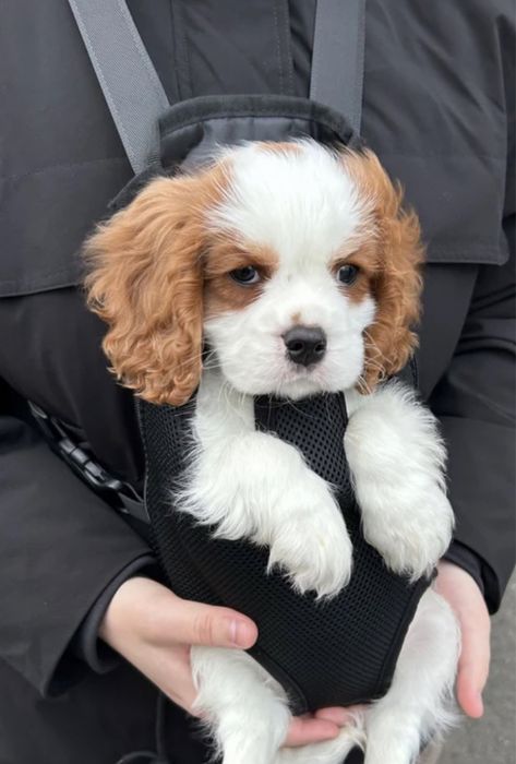 Продам переноску для собак