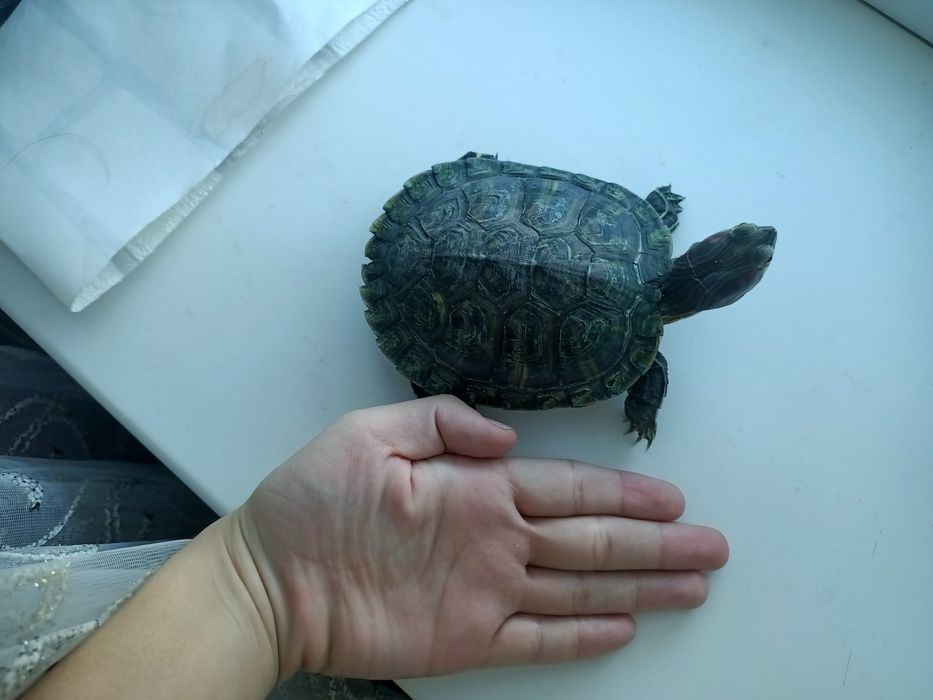 Черепаха красноухая с террариумом