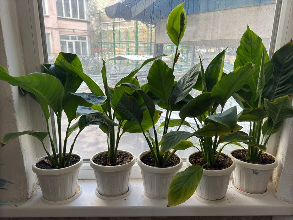 Үйде өсетін гүдер