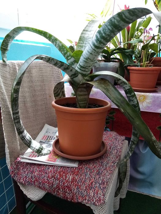 Vand o planta matura de interior Aechmea Primera