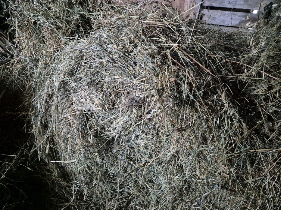 Baloti mari  rotunzi ,coasa a doua,lucerna +fan