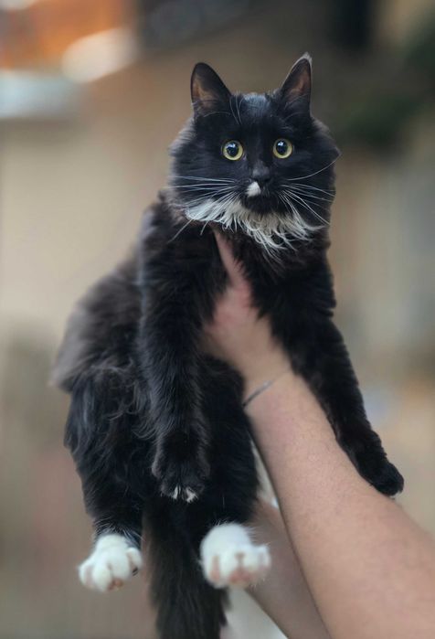 Котёнок, 6 месяцев