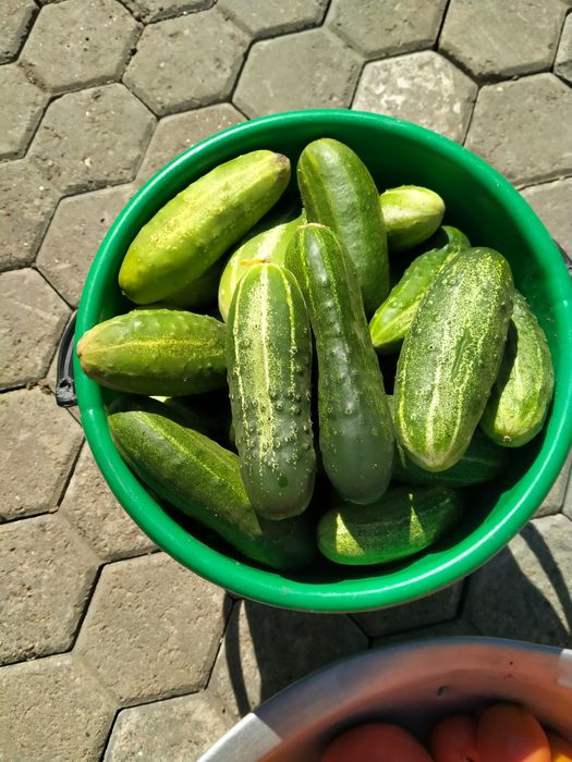 Продам помидоры. в Чубарах
