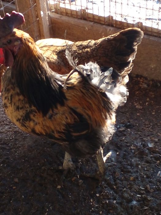 əтеш сатылады.кучин.