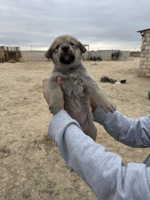 күшік бесплатно ұрғашы