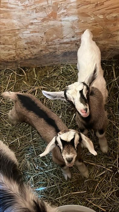 Козлята девочки и мальчики альпо/англонубийцы