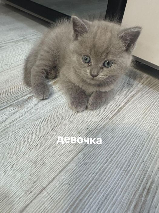 Продаются котята породы скоттиш фолд,  скоттиш страйт