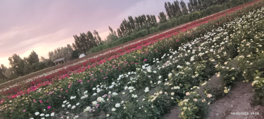 Atirgul koʻchatlari bor sotiladi 16 hil tayor pachkalap koʻmilgan