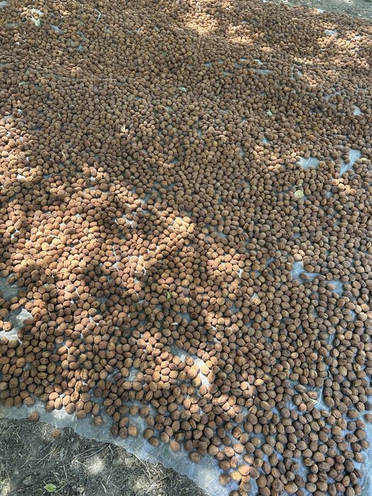 Туршак сотилади курсодиқ