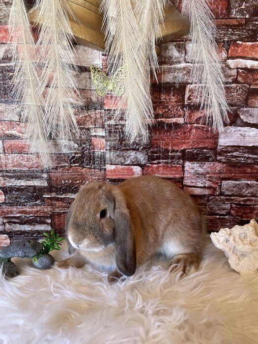 Vand iepuri berbec pitic din 8 februerie