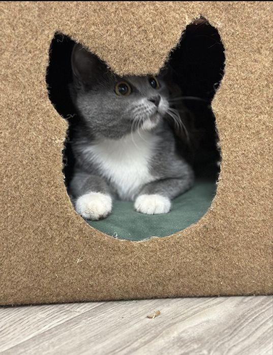 Домик для кошки