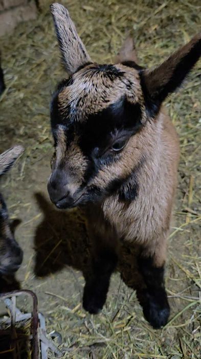 Țap alpin francez de vânzare