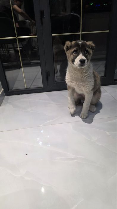 Продается щенок азиятская овчарка