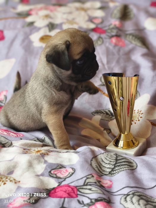 Продам щенка Мопса.