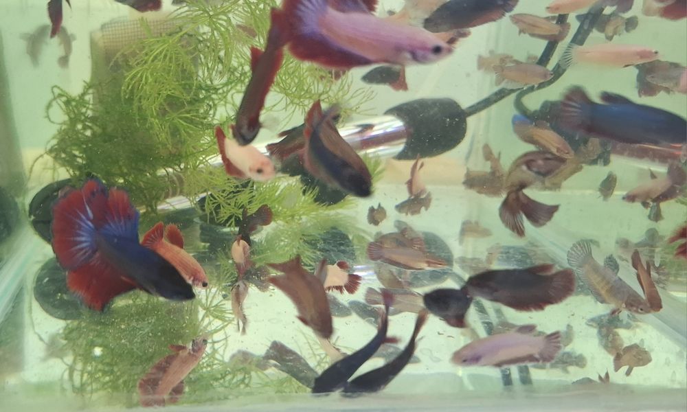 Акварим учун баликлар