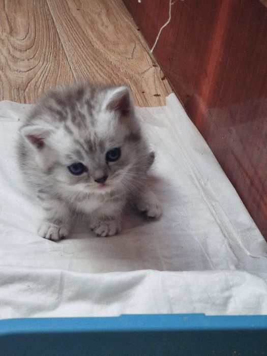 Продаются шотландские котята