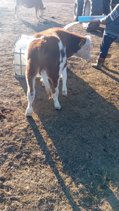 Tăuraș 150kg ...