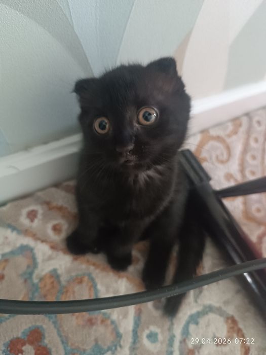 Продается котенок