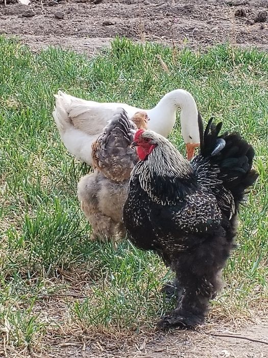 Brama jujalari tivuq bilan sotiladi 11 ta brama 8 ta kora shaxzoda