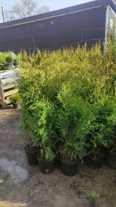 ВСЕ ВИДЫ! Туя премиум класса