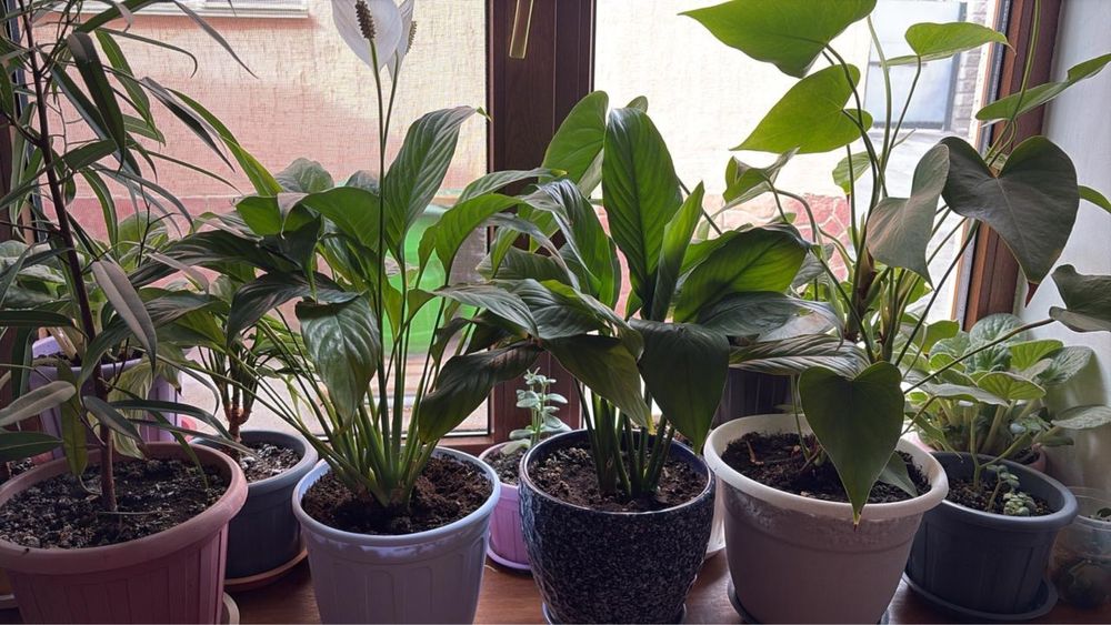 Комнатные цветы