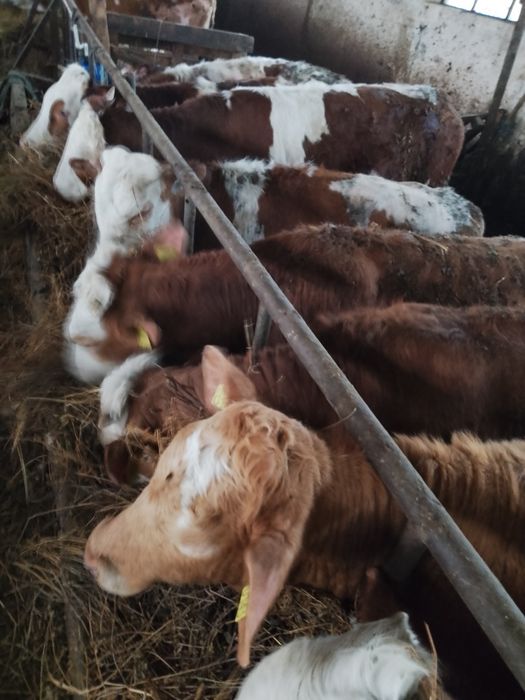 Vând viței bălțată românească și belgieni