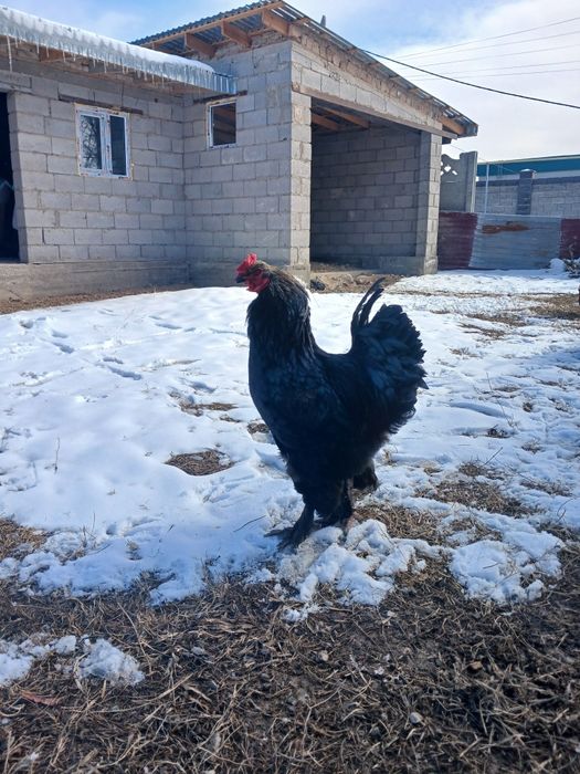 Брамо қораз жане тауқтар