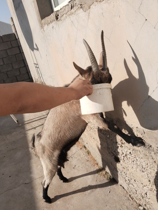 Чех ешки саумалы