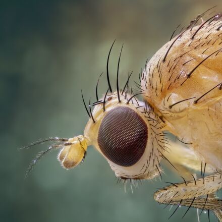 Canon MP-E 65  f/2.8 1-5x  super macro