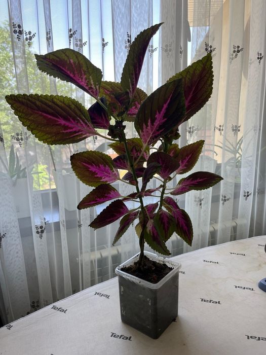 Домашние цветы для вашего дома