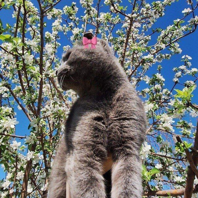 Мушук Британский скотч фолд.киз бола