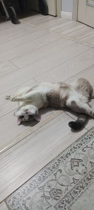 Отдам в добрые руки кошку